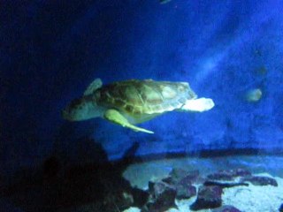 Le Grau-Seaquarium (3)