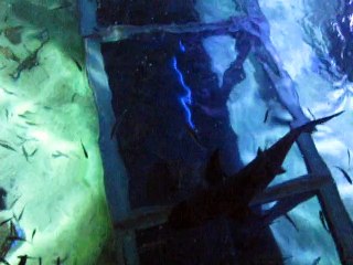 Le Grau-Seaquarium (4)