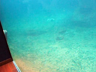 Le Grau-Seaquarium (7)