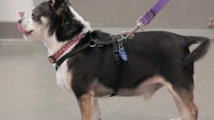 Delta Air Lines Tightens Rules for Passengers Flying With Service Animals