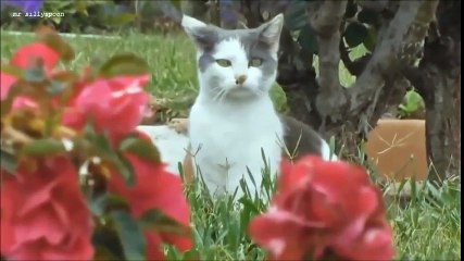 FUNNY CAT FAILS - cat fails compilation