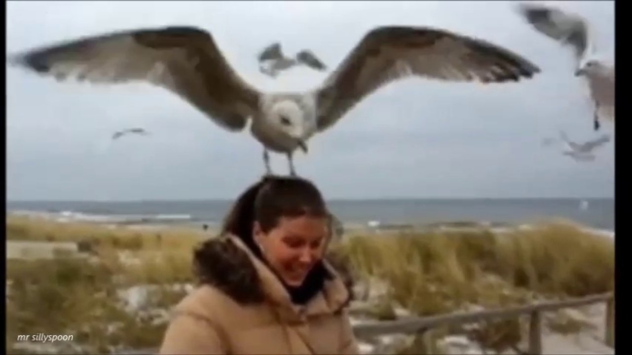 NAUGHTY ANIMALS!! funny animal compilation