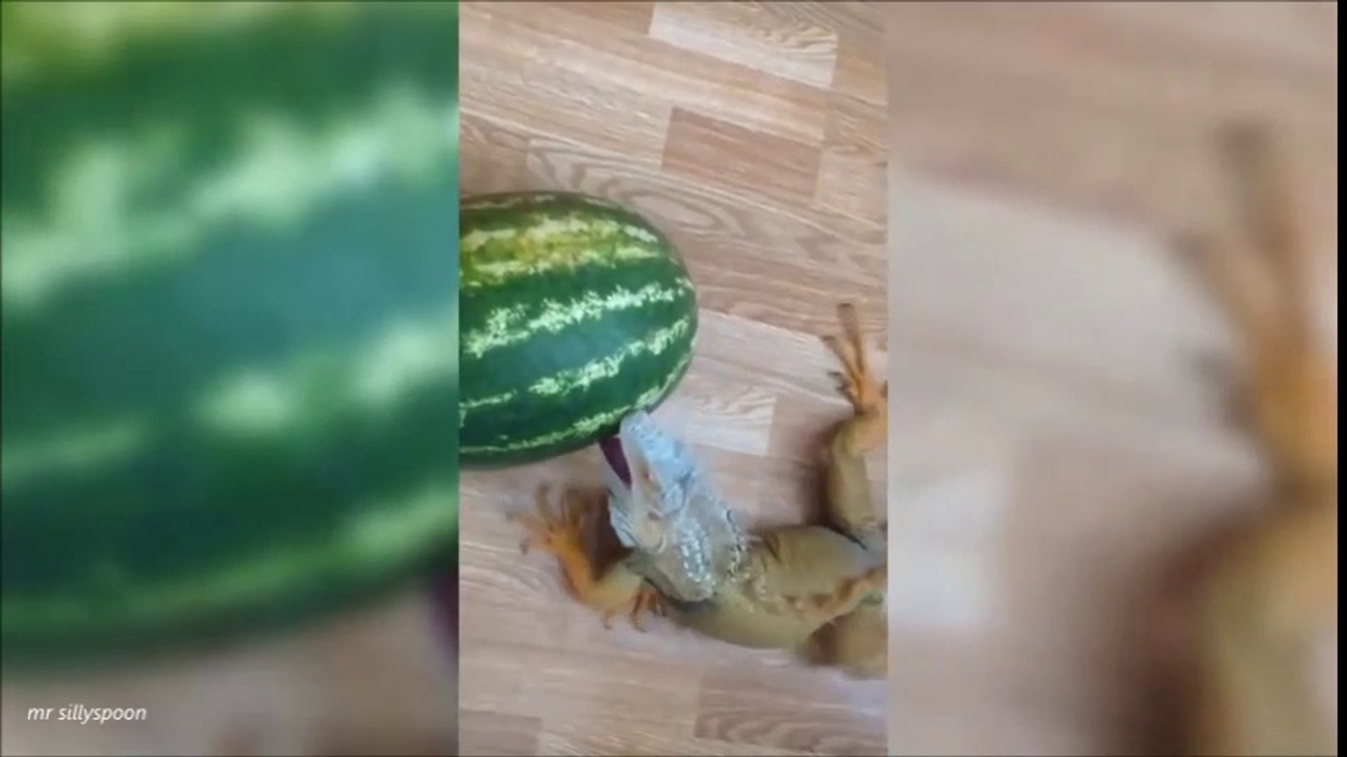 FUNNY ANIMAL FAILS - funny animals compilation