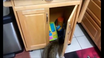 SMART PETS - Witty, Clever Animals Compilation