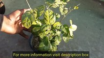 Caring Mogra before flowers season | How to Grow Jasemine plants