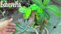 Best Succulents for Pots | Care of Succulent Plants | Growing Succulents From Leaf (Urdu/Hindi)