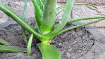 Aloe Vera How to grow  Aloe Vera EASY Way at home (Ú©ÙˆØ§Ø±Ú¯Ù†Ø¯Ù„)cowargandal