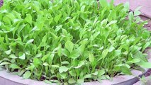 Spinach How to Grow Spinach in a Container at home (Palak)Ù¾Ø§Ù„Ú©