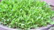 Spinach How to Grow Spinach in a Container at home (Palak)Ù¾Ø§Ù„Ú©