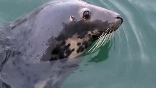 The Regatta Seal makes a grand appearance to the delight of all the children  Dartmouth U.K.