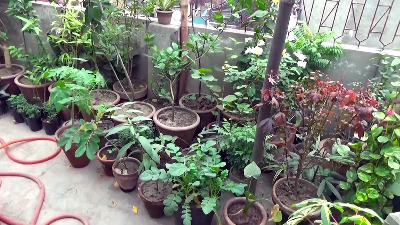 Kitchen Gardening [OVERVIEW] - November, 2017 | New Plants + vegetables (urdu/hindi)