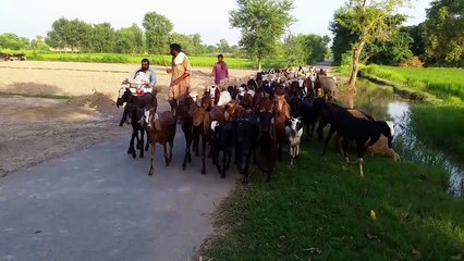 Goat And Sheep Farming