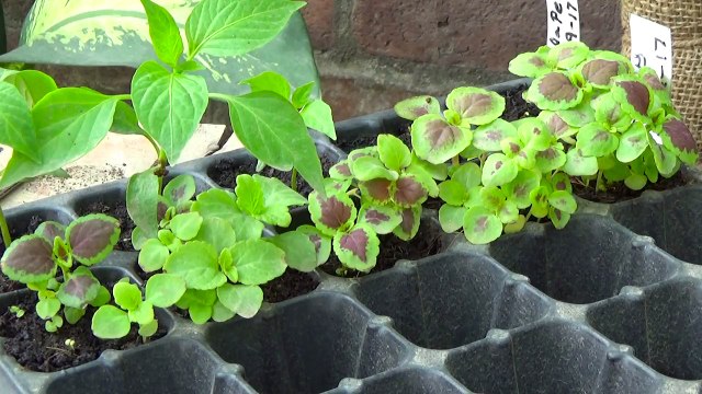 How to Grow Coleus Plant From Seeds | Seedling to Transplanting | Result of 27 Days