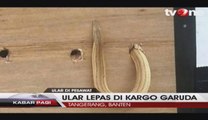 Ular Lepas di Kargo Garuda Indonesia, Penumpang Panik