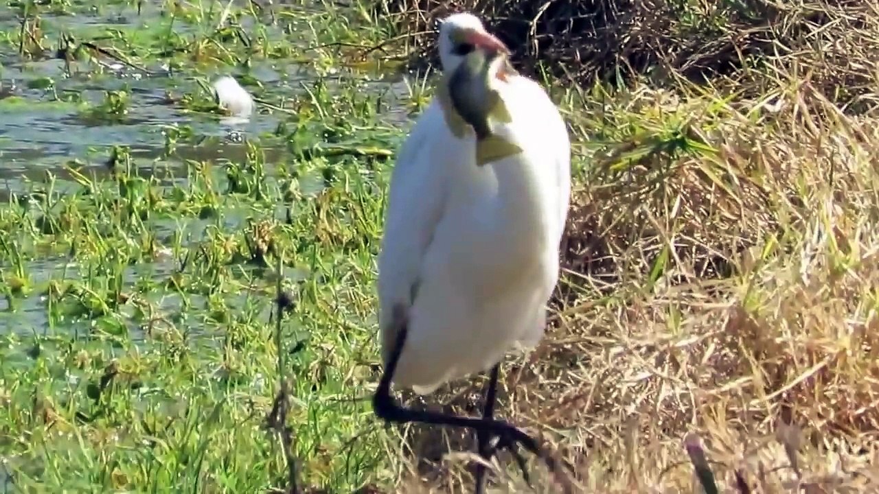 Le poisson que cet oiseau a avalé est bien décidé à ressortir de sa gorge... Incroyable