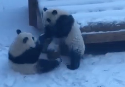 Twin Pandas Have Epic Snow Day as Zoo Atlanta Closes Due to Weather