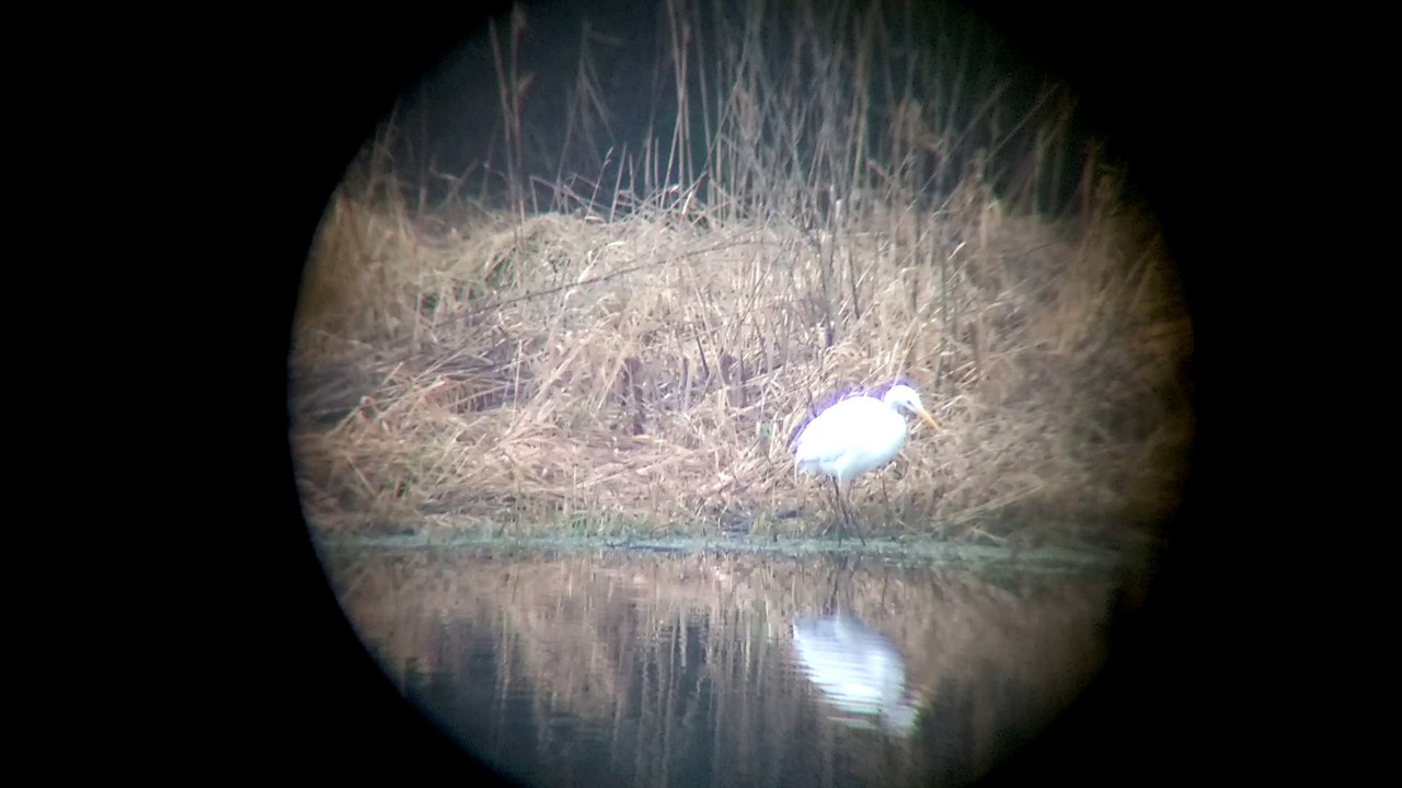 Seidenreiher in meinem jagdrevier