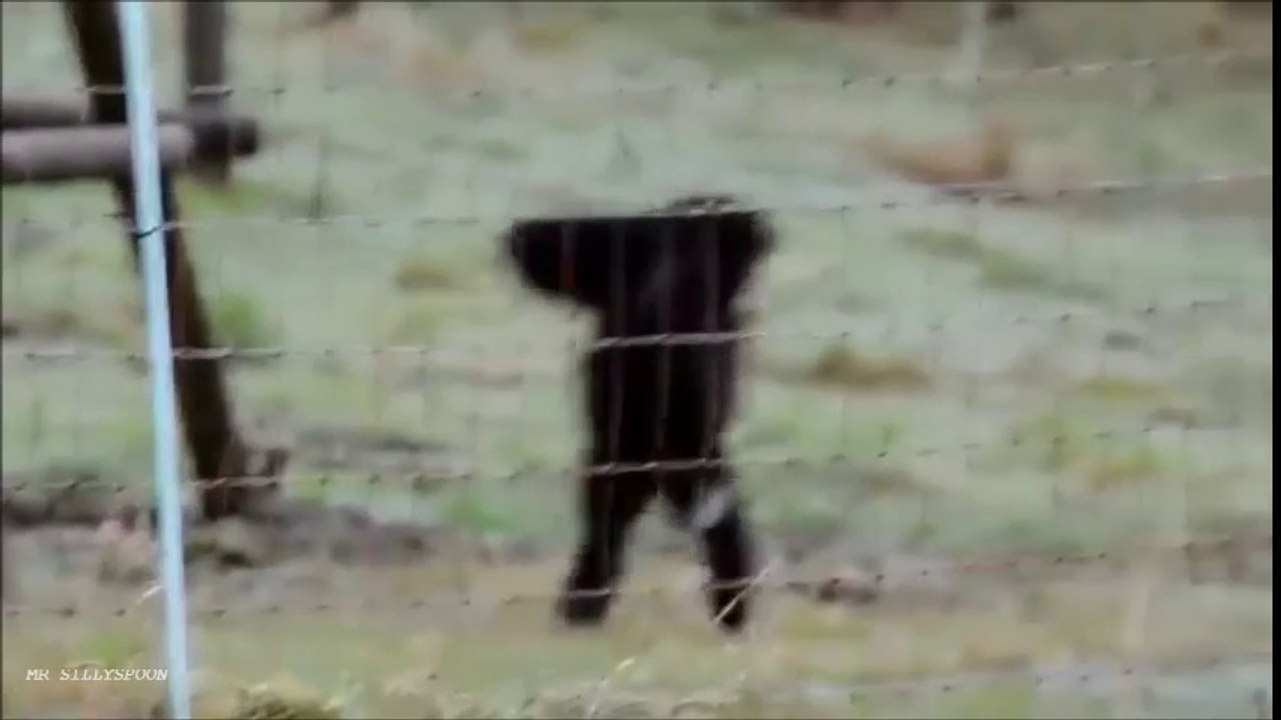 SILLY, FUNNY ANIMALS - funny animals compilaton