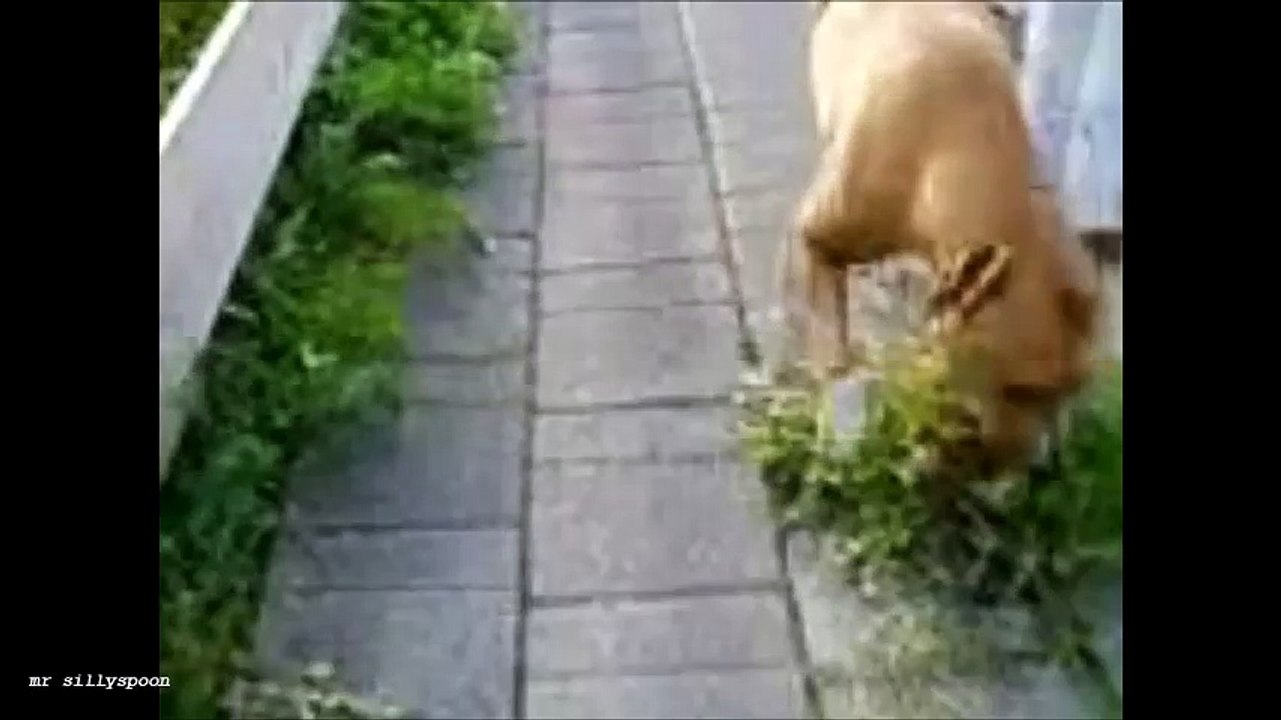 OFF THEIR NUTS! DRUNK PETS?