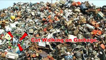 Can You Find Hidden Animals in These 14 Photos? - Level 3