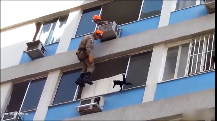 GREAT ESCAPES, SMART, CRAZY BRAVE ANIMALS