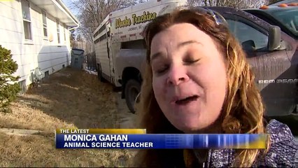 Cows Run Wild After Escaping from Wisconsin High School