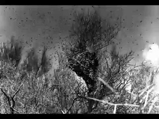 Getting attacked by killer bees video