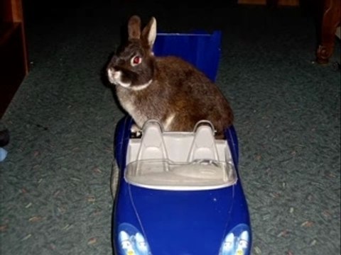 LAPINS NAINS DE KARINE 3 !