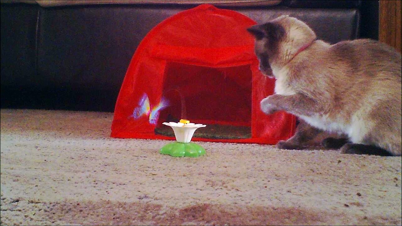 BABIES OUT LOVABLE PET SIAMESE CAT WITH BIG BLUE EYES LOVES PLAYING WITH HER BUTTER FLY WHILE SHE IS CAMPING IN THE LIVING ROOM IN HER CAT SIZED TENT, THE FLYING BUTTER FLY MAKES VERY GOOD ENTERTIANMENT FOR THOSE OF US WHO GET TO WATCH.