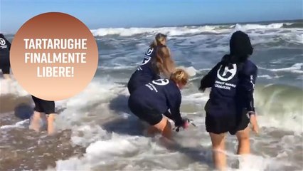 Dieci tartarughe salvate da morte certa