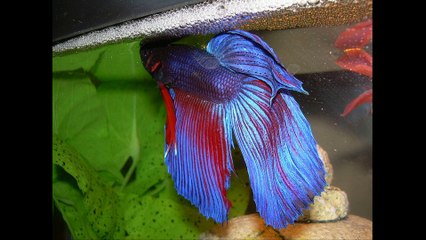 Veil tail betta fish
