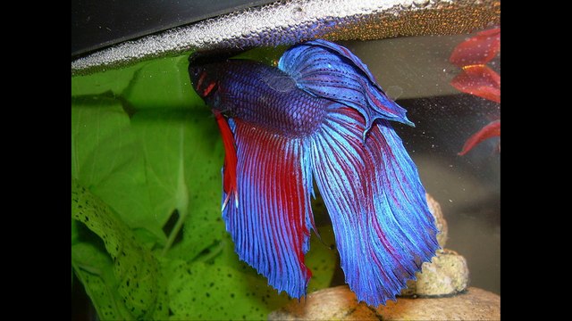 Veil tail betta fish