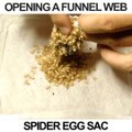 Ce sac est rempli de milliers d'araignées... Funnel Web Spider Egg Sack