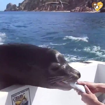 Ce lion de mer vient réclamer du poisson en grimpant sur un bateau