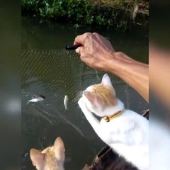 Petite séance de pêche en famille... Petits chats affamés