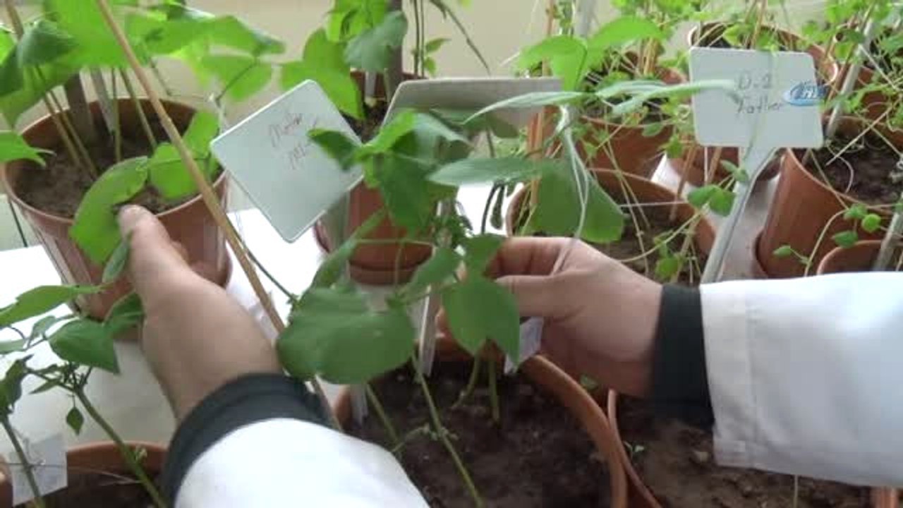 Sivas'ta Bilim Adamları Kuraklığa Çare Arıyor