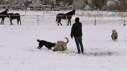 Köpeğini kurtarmak için canını tehlikeye attı...Köpeklerin kavgası kamerada