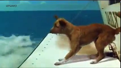 Amitié entre un dauphin et un chien