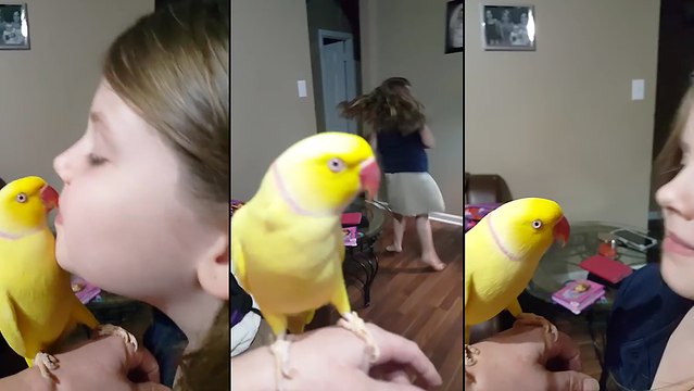 Une perruche toute mignonne au moment d'aller se coucher