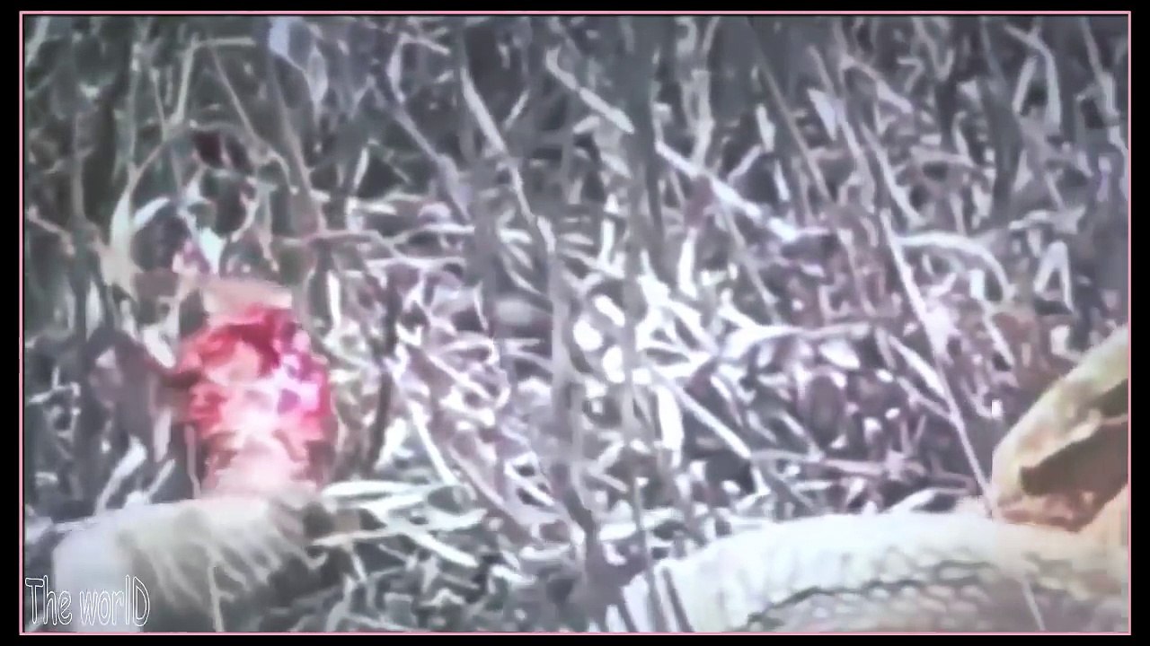 Ataques Mortais | Cobra Abatendo seu Alimento [Cobra vs Cobra]