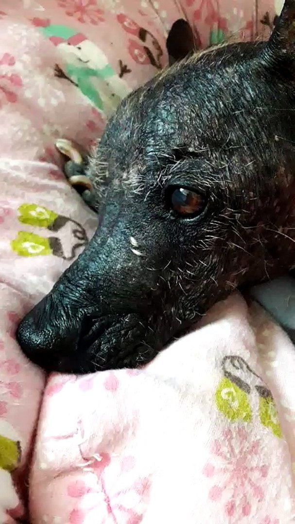 Sindrome Vestibular Geriatrico Perros mayores Perro sin pelo del Peru - Vídeo Dailymotion