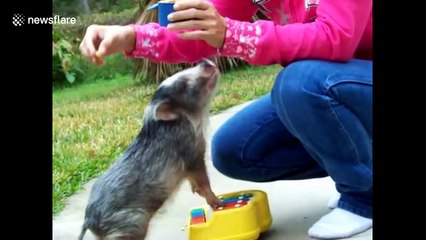 Just a tiny pig playing a piano