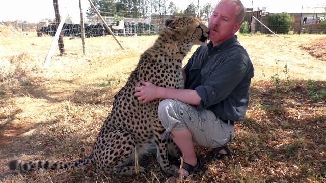 Man Reunites With African Cheetah 2nd Time | Do Big Cats Remember You | Love Hugs & Kisses