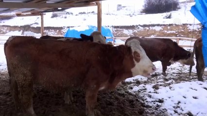 Fıkra gibi oldu, hayvanlar '5 gitti, 7 geldi' - ERZİNCAN