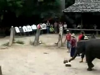 Un éléphant joue aux fléchettes
