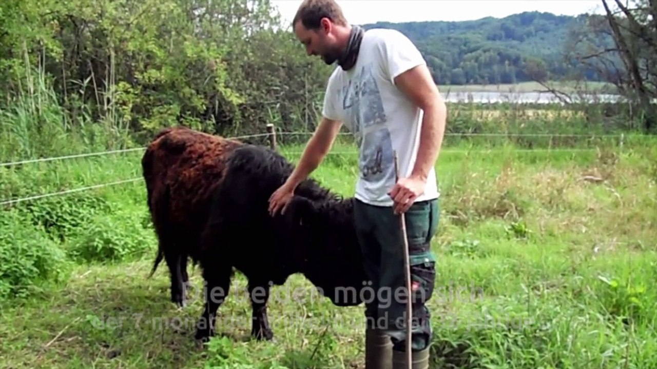 Fleischkäse leberkäse für gewerbliche herstellung