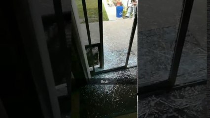 Un chien défonce une porte vitrée
