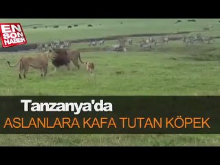 Akıl Hastanesinden Yeni Kaçmış Bir Köpek