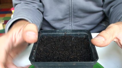 Wie pflanzt man Knoblauch richtig ein ?