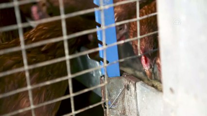 Fipronil skandalı Belçika'ya pahalıya mal oldu - BRÜKSEL